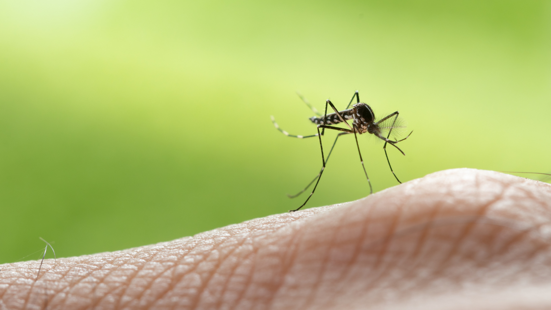 enfermedades transmitidas por mosquitos