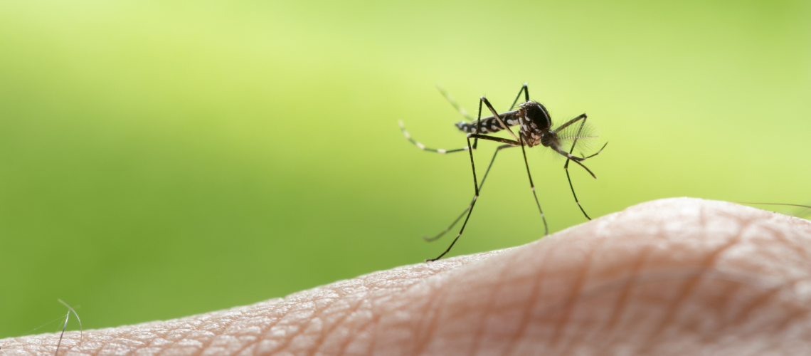 enfermedades transmitidas por mosquitos